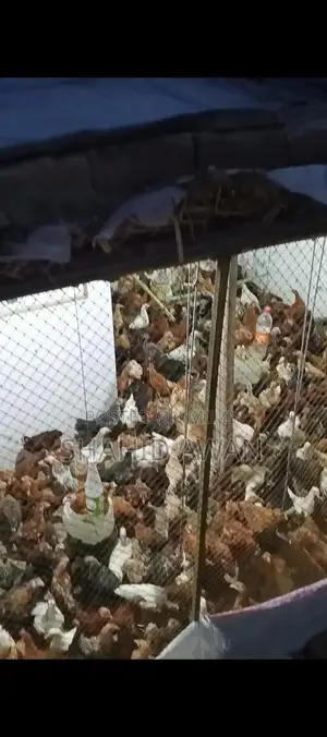 Golden Desi Rooster - Healthy 4-Month-Old Male Poultry Breed