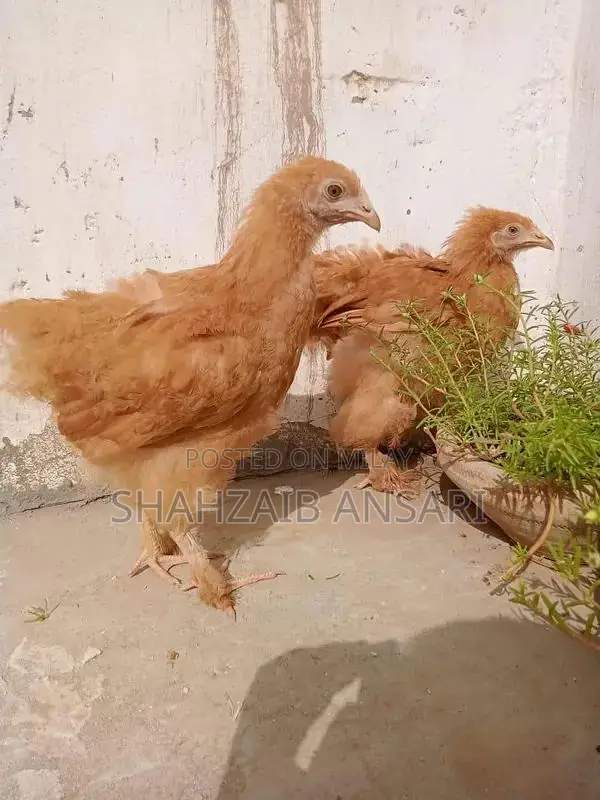 Golden Heavy Buff Protective Dog Coat for Puppies 6+ Months