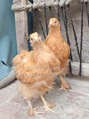 Golden Heavy Buff Protective Dog Coat for Puppies 6+ Months