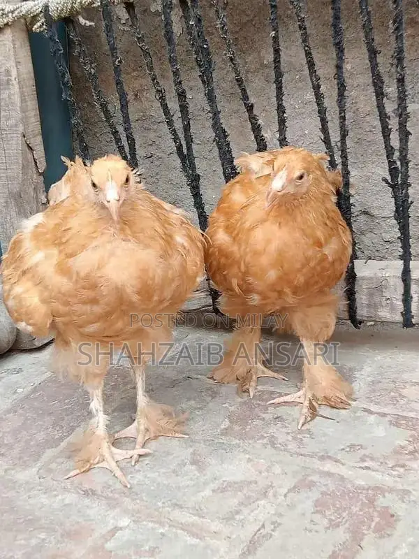 Golden Heavy Buff Protective Dog Coat for Puppies 6+ Months