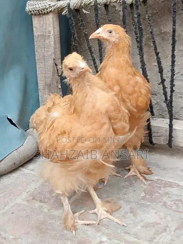 Golden Heavy Buff Protective Dog Coat for Puppies 6+ Months