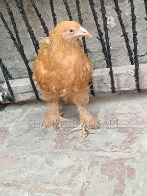 Golden Heavy Buff Protective Dog Coat for Puppies 6+ Months