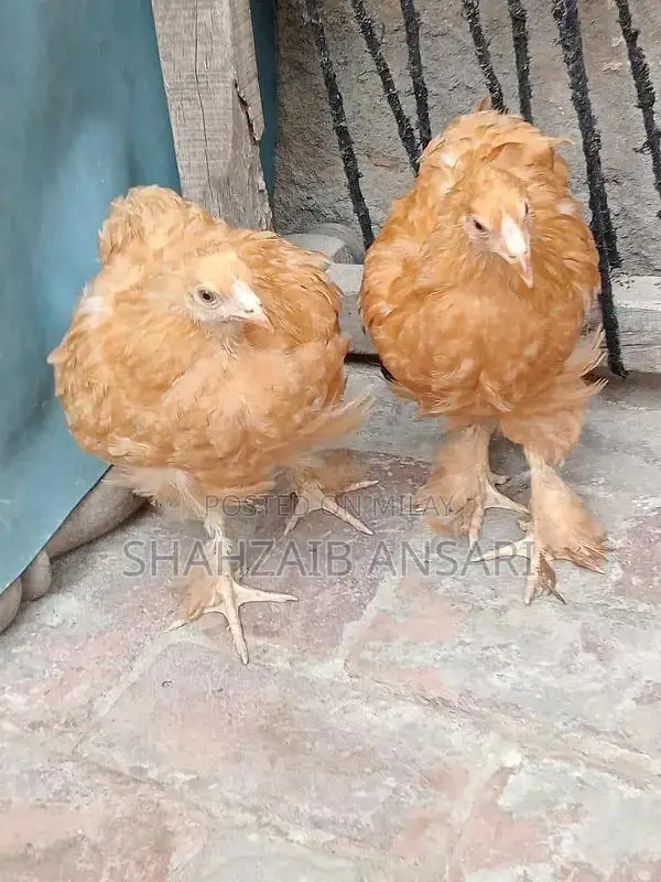 Golden Heavy Buff Protective Dog Coat for Puppies 6+ Months