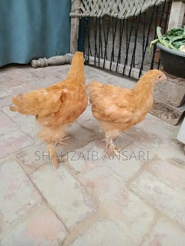 Golden Heavy Buff Protective Dog Coat for Puppies 6+ Months