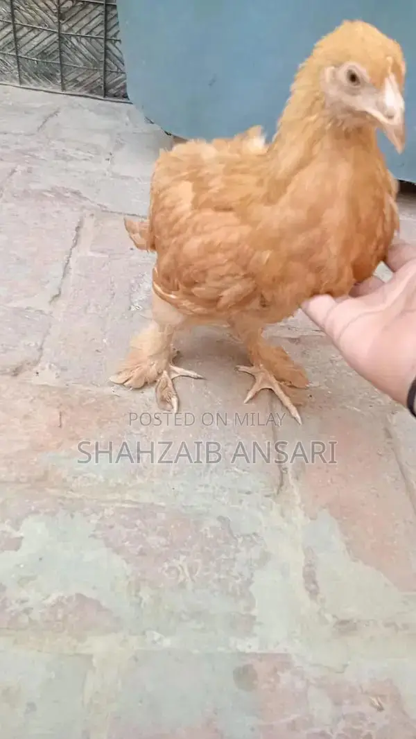 Golden Heavy Buff Protective Dog Coat for Puppies 6+ Months