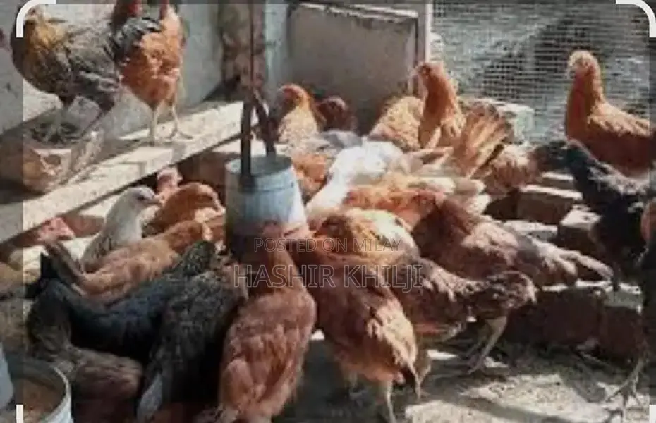 Fresh Golden Misri Hen Eggs - Farm-Fresh Poultry Produce