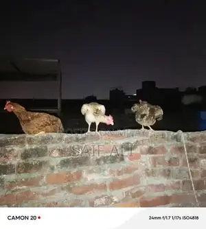 Golden Misri Laying Hens - 1-Year-Old Healthy Poultry