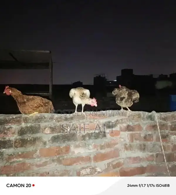 Golden Misri Laying Hens - 1-Year-Old Healthy Poultry