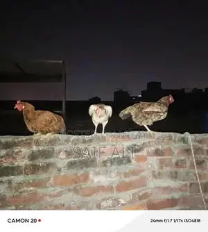 Golden Misri Laying Hens - 1-Year-Old Healthy Poultry