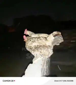 Golden Misri Laying Hens - 1-Year-Old Healthy Poultry