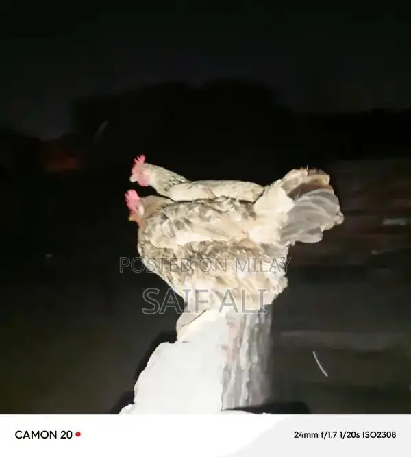 Golden Misri Laying Hens - 1-Year-Old Healthy Poultry