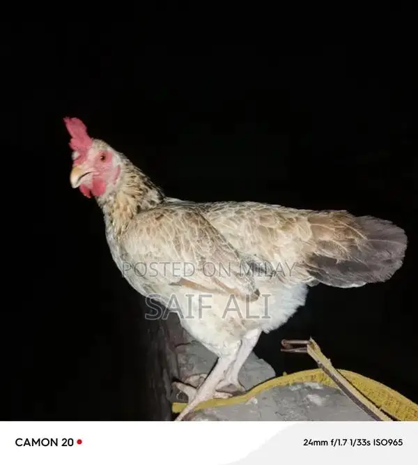 Golden Misri Laying Hens - 1-Year-Old Healthy Poultry