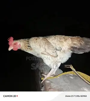 Golden Misri Laying Hens - 1-Year-Old Healthy Poultry