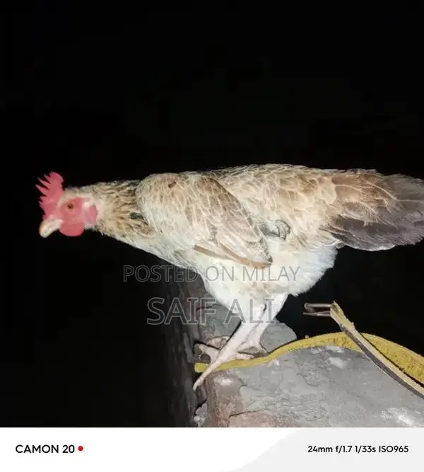 Golden Misri Laying Hens - 1-Year-Old Healthy Poultry