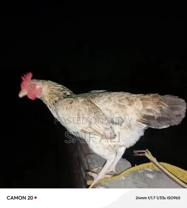 Golden Misri Laying Hens - 1-Year-Old Healthy Poultry