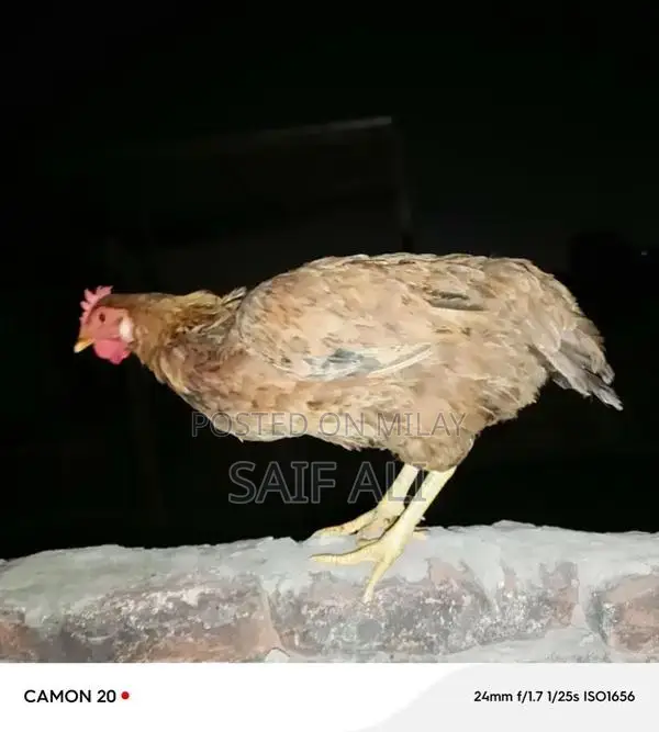 Golden Misri Laying Hens - 1-Year-Old Healthy Poultry