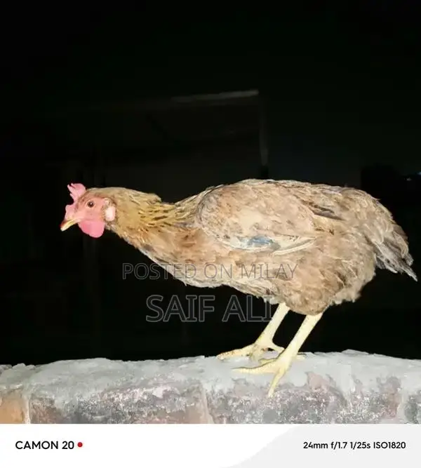 Golden Misri Laying Hens - 1-Year-Old Healthy Poultry