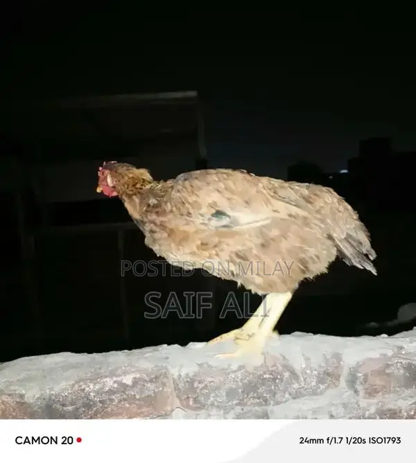 Golden Misri Laying Hens - 1-Year-Old Healthy Poultry