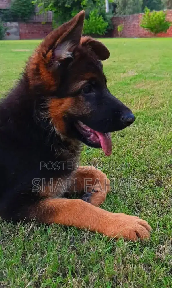 German Shepherd Long Coat Male Puppy