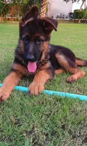 German Shepherd Long Coat Male Puppy