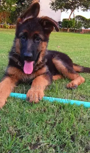 German Shepherd Long Coat Male Puppy