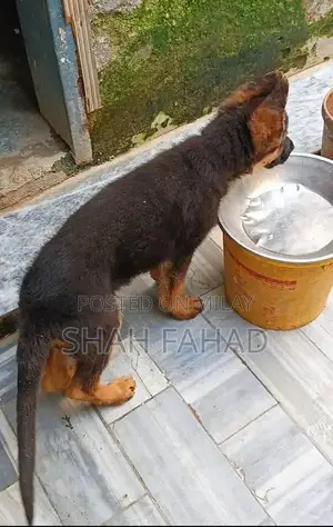 German Shepherd Long Coat Male Puppy