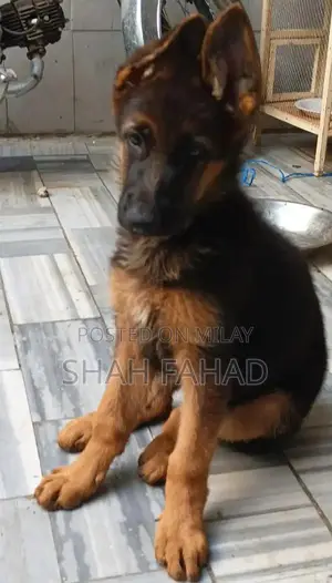 German Shepherd Long Coat Male Puppy