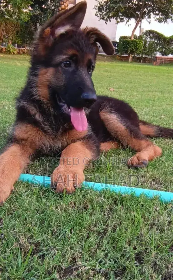 German Shepherd Long Coat Male Puppy