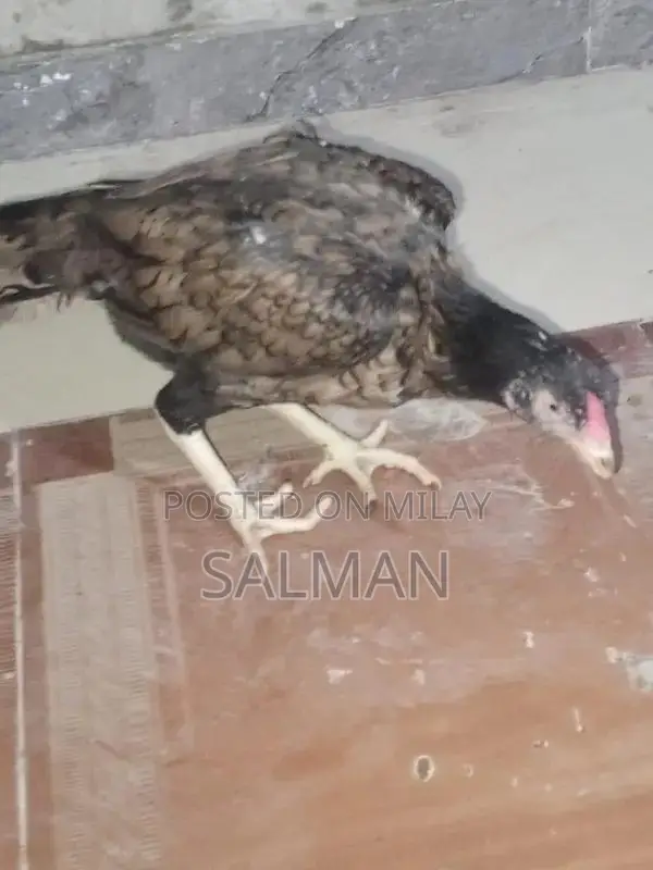 Aseel Premium Quality Natural Health Supplement for Wellness