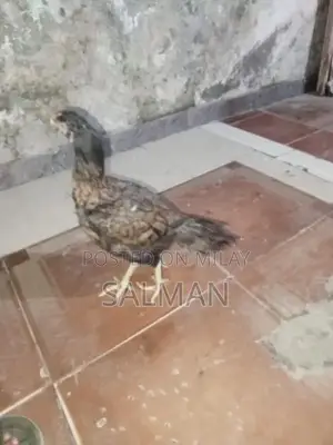 Aseel Premium Quality Natural Health Supplement for Wellness