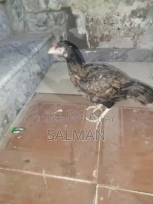 Aseel Premium Quality Natural Health Supplement for Wellness