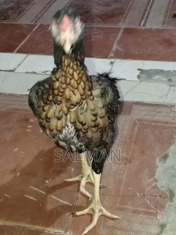 Aseel Premium Quality Natural Health Supplement for Wellness