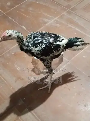 Aseel Premium Quality Natural Health Supplement for Wellness