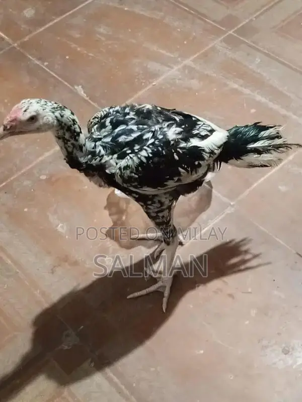 Aseel Premium Quality Natural Health Supplement for Wellness