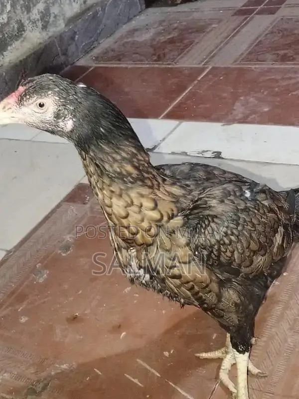 Aseel Premium Quality Natural Health Supplement for Wellness