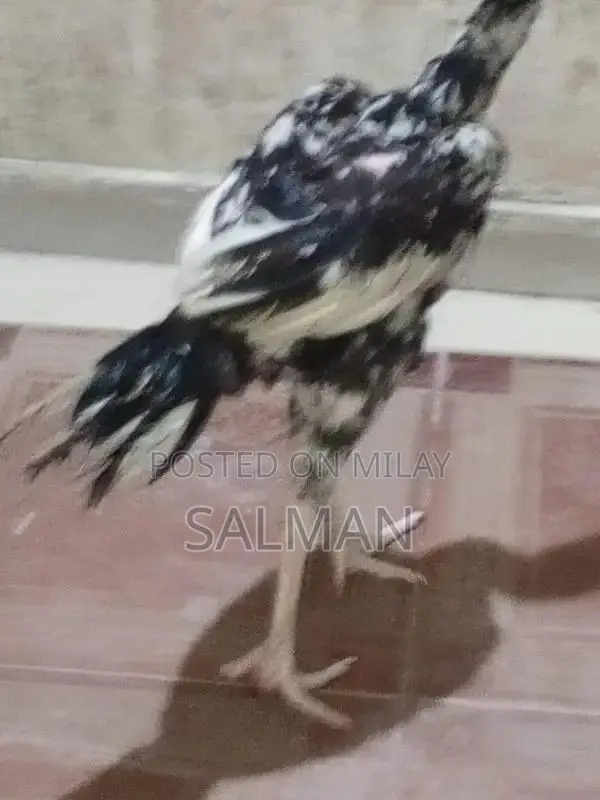 Aseel Premium Quality Natural Health Supplement for Wellness