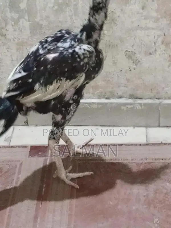 Aseel Premium Quality Natural Health Supplement for Wellness