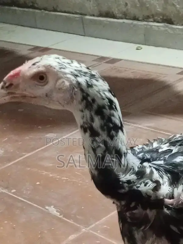 Aseel Premium Quality Natural Health Supplement for Wellness