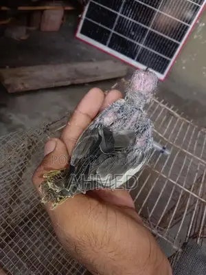 Photo - Stylish Hand Cocktail Watch