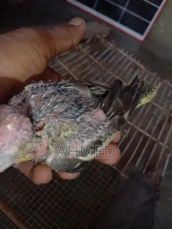 Stylish Hand Cocktail Watch