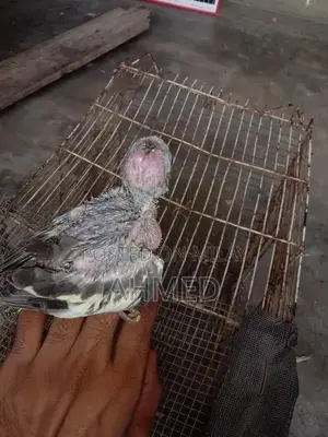 Stylish Hand Cocktail Watch