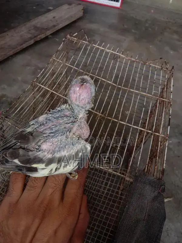 Stylish Hand Cocktail Watch