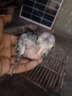 Stylish Hand Cocktail Watch