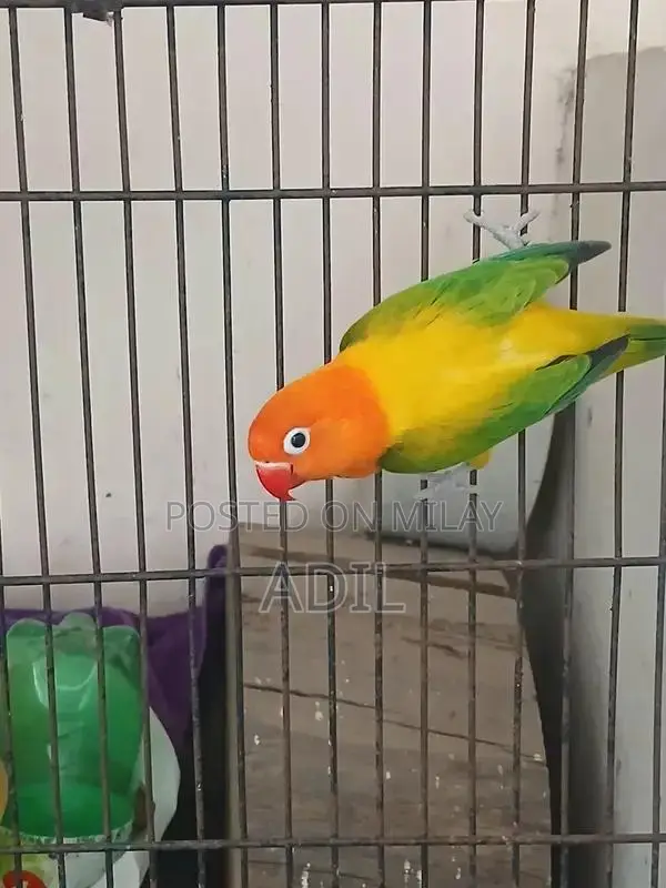 Green Online Tale Fallow Bird Breeding Pair Accessory