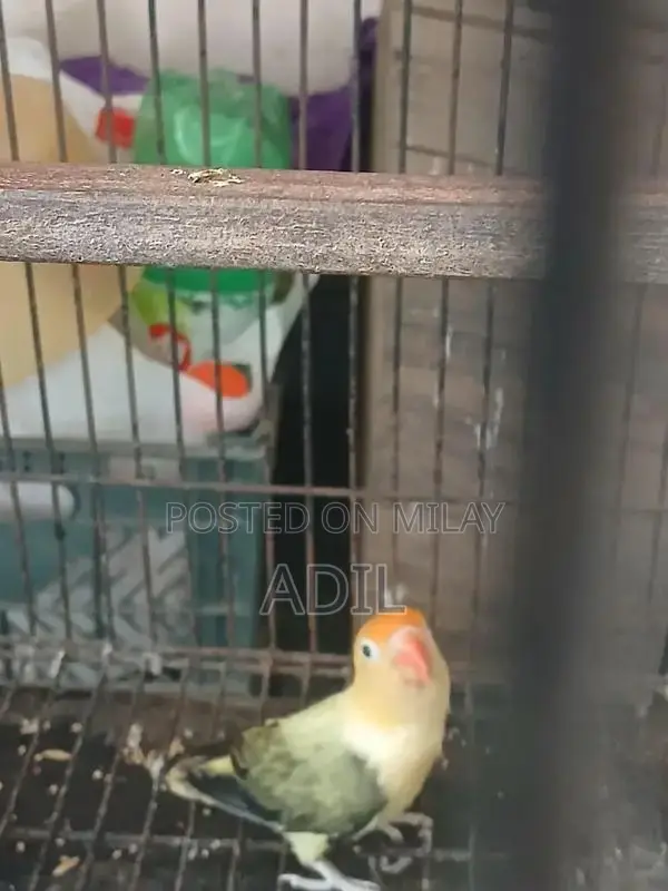 Green Online Tale Fallow Bird Breeding Pair Accessory