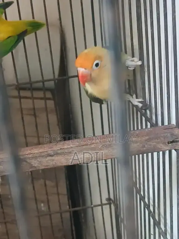 Green Online Tale Fallow Bird Breeding Pair Accessory