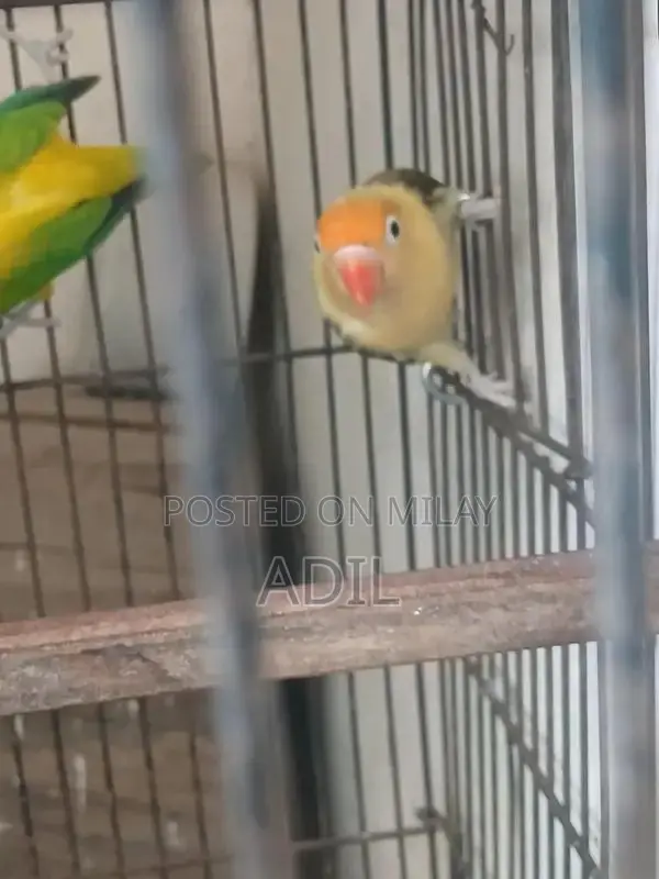 Green Online Tale Fallow Bird Breeding Pair Accessory