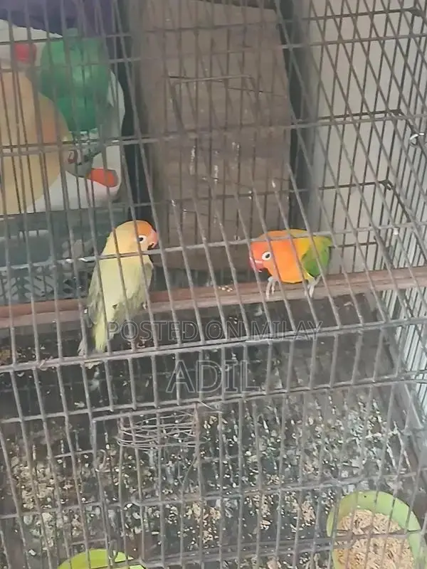 Green Online Tale Fallow Bird Breeding Pair Accessory