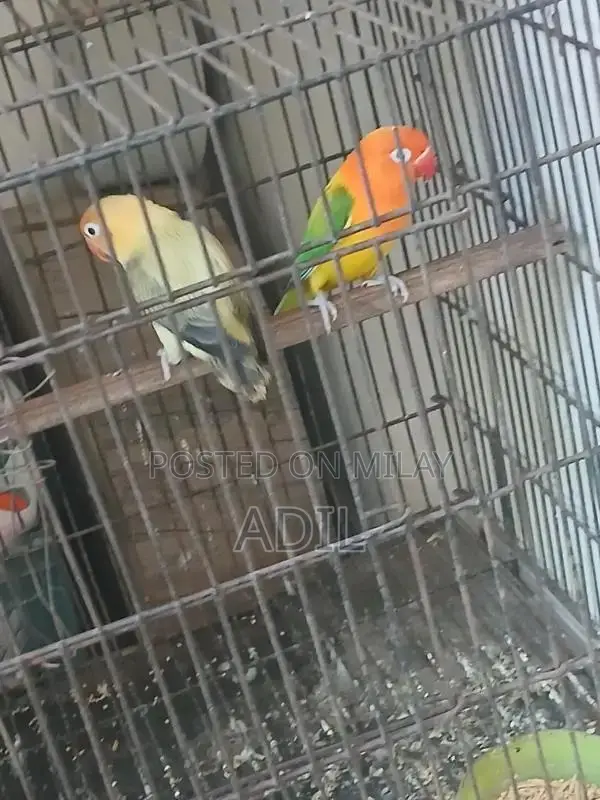 Green Online Tale Fallow Bird Breeding Pair Accessory