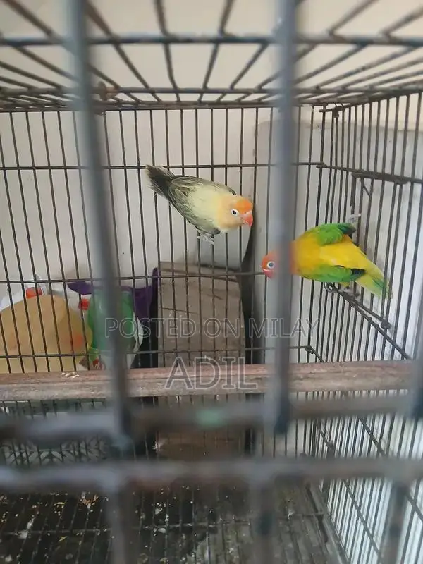 Green Online Tale Fallow Bird Breeding Pair Accessory